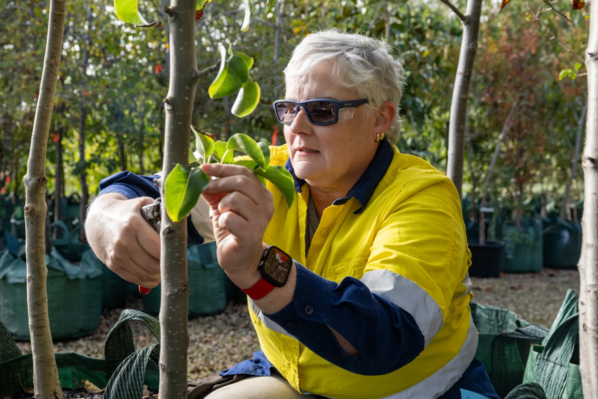 A worker outside with polarised glasses cutting some leaves off a branch. The worker is in a bright yellow top. 